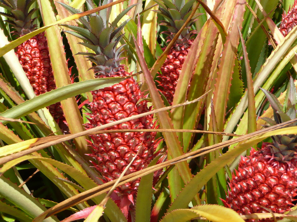 Hawaii - Die Wiege der Ananas
