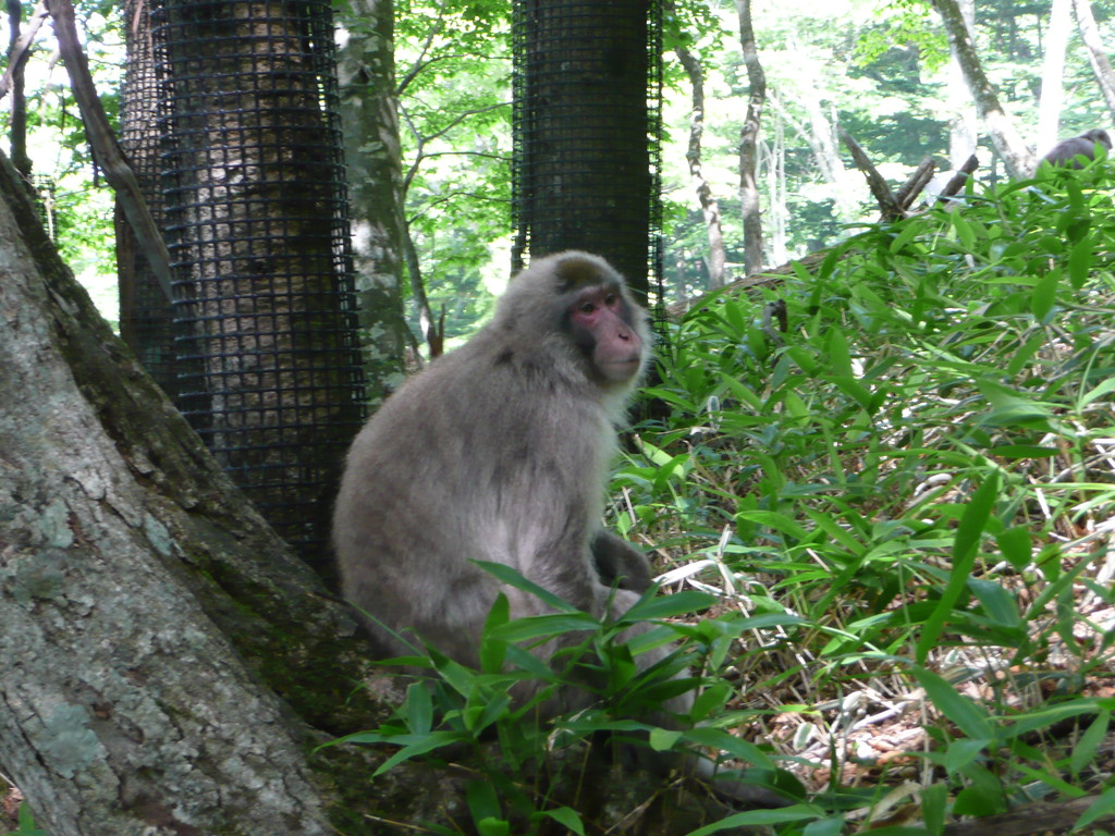 In Japan gibt es wirklich sehr viele Affen, selbst beim Wandern
