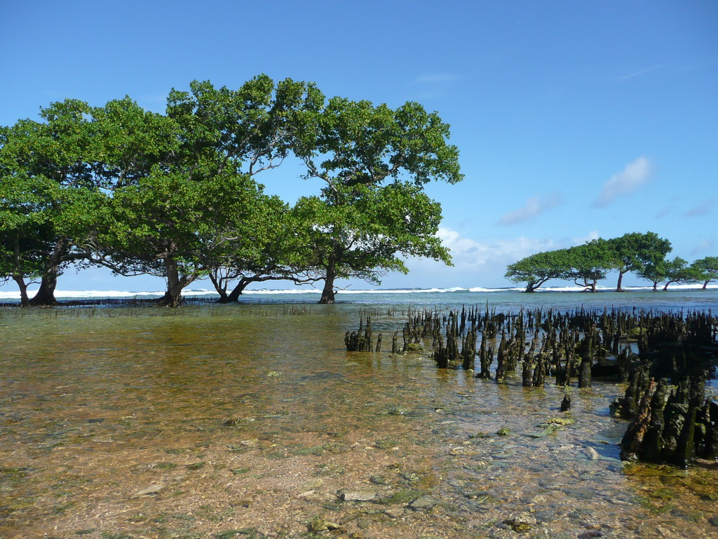 Mangroven wie man sie nur in Kosrae sieht