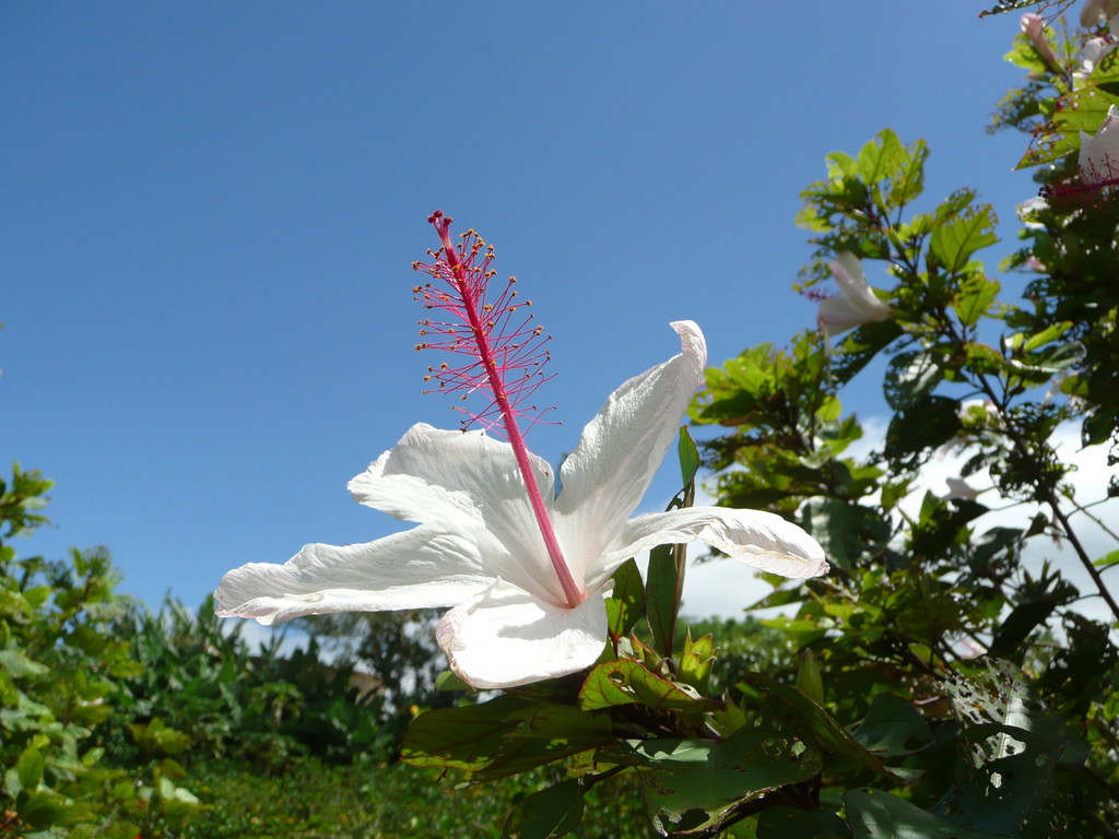 Hibiskusbluete, oder besser bekannt als Hawaii-Blume