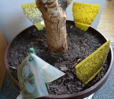 Mein Kampf gegen die kleinen Fliegen in der Blumenerde Erfahrungen