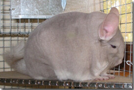 Fuente: http://www.fortheloveofchinchillas.com/mutations.html