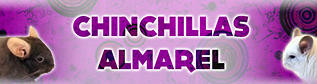 Chinchillas Almarel. (ALI5500)