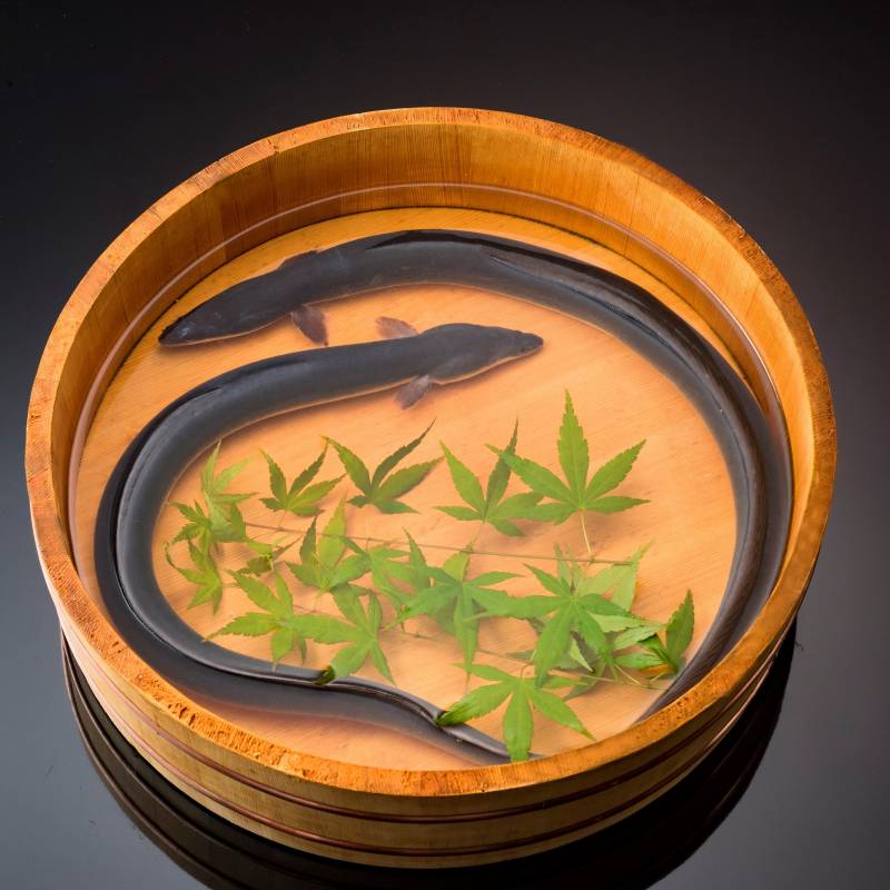 うなぎが食べられなくなるって本当？