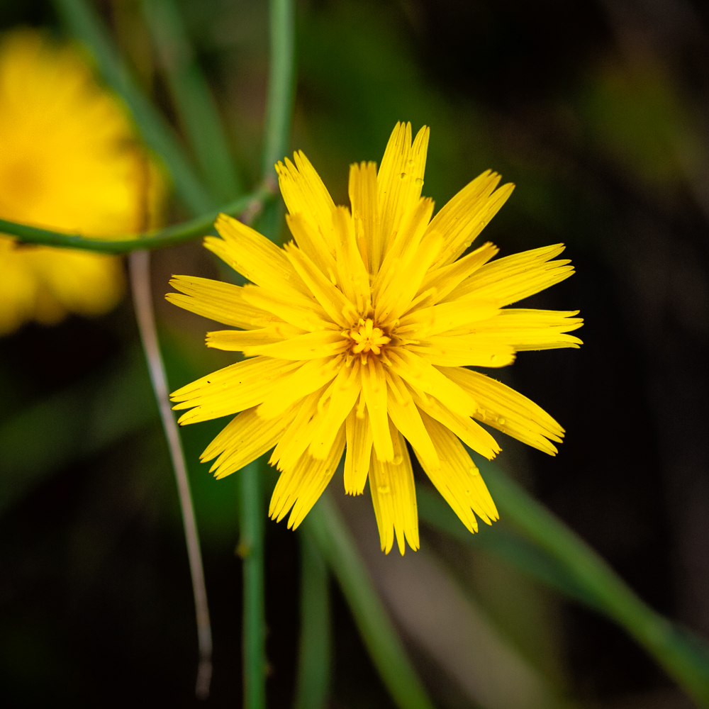 Blumen Richtung Domäne Bill