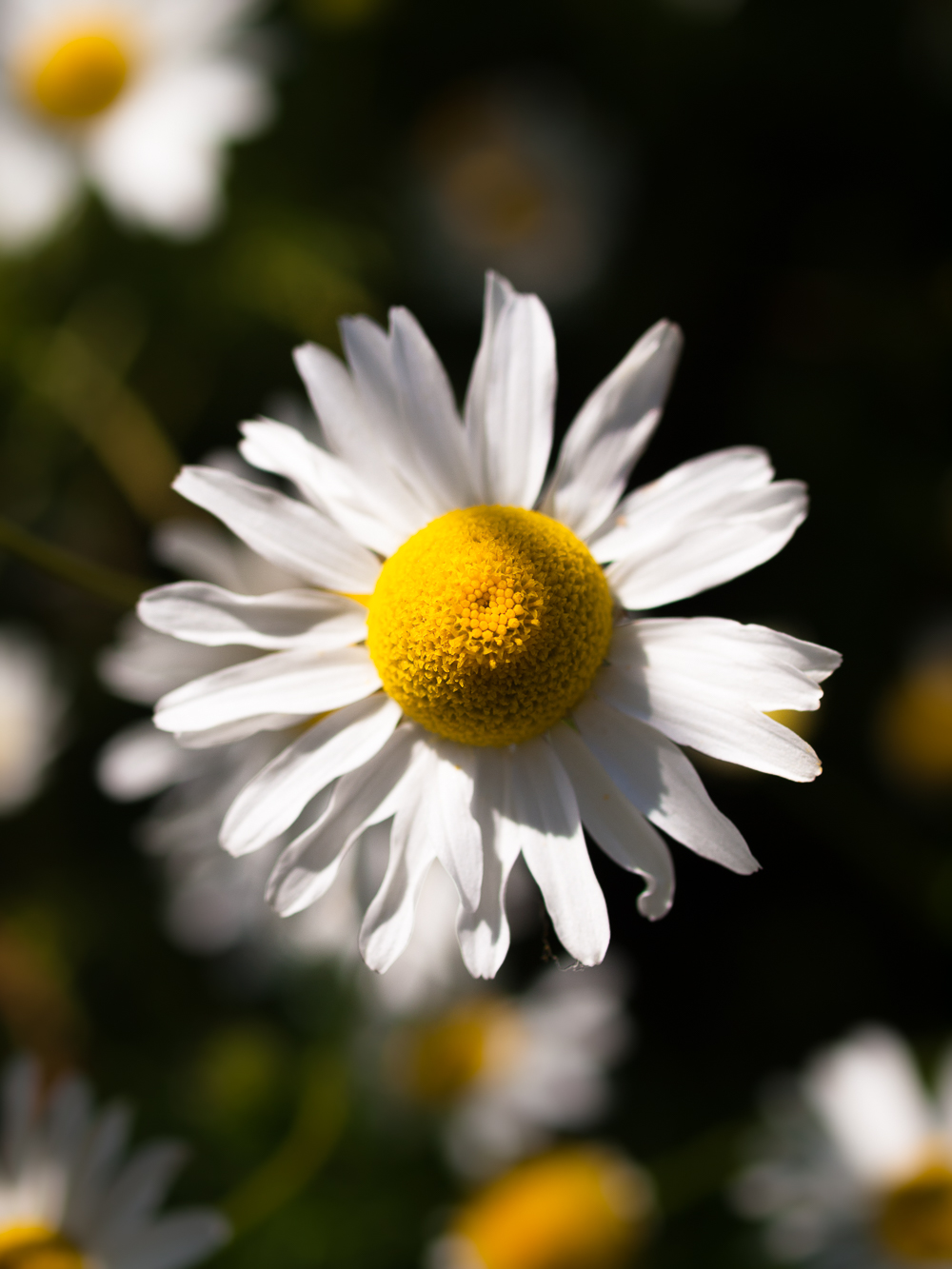Blumen Richtung Domäne Bill