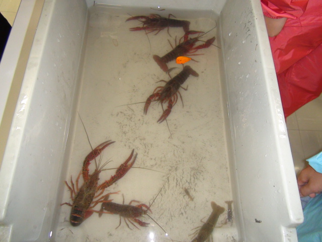池には、大きなアメリカザリガニ