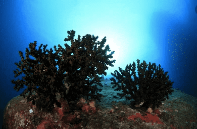 le corail noir