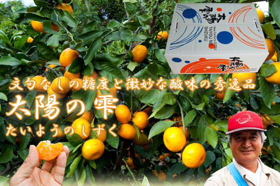 太陽の雫 - 日南海岸黒潮市場