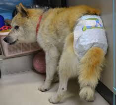 ペット看護士とは、愛玩動物看護師では無く、ペット看護の知識を