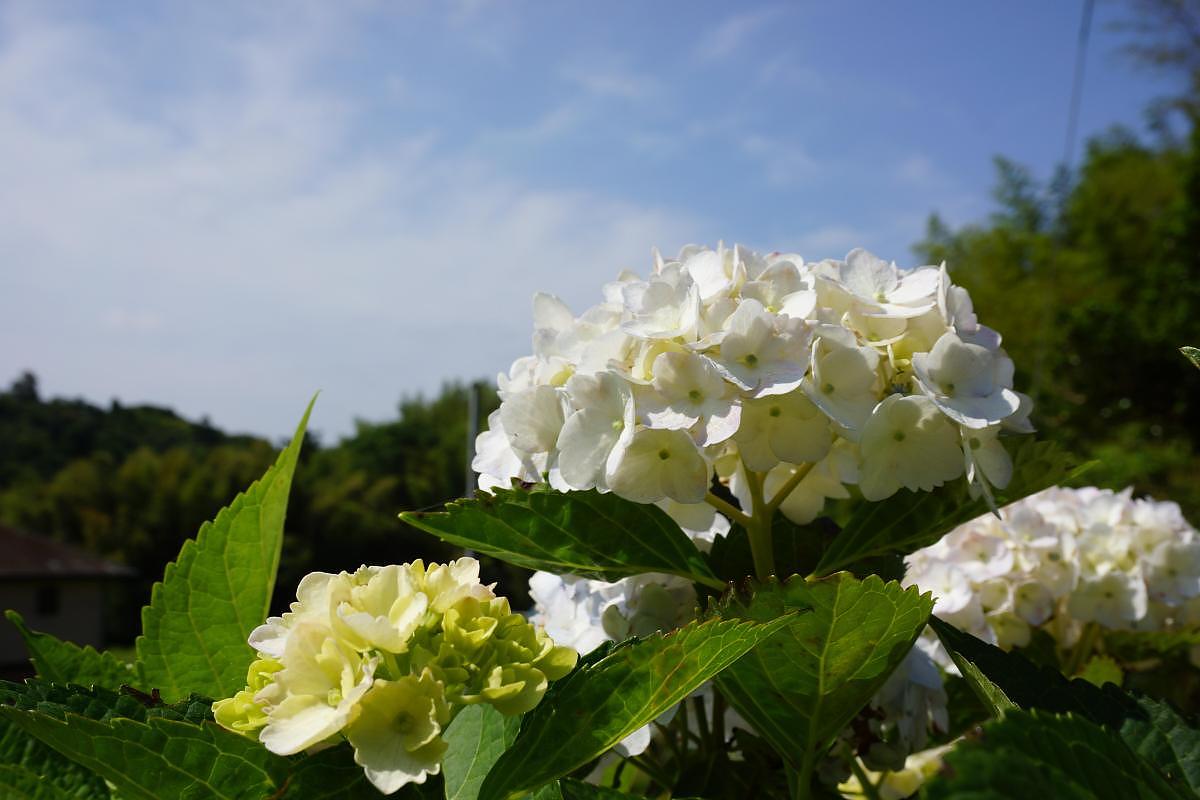 境内のあじさい (6月)