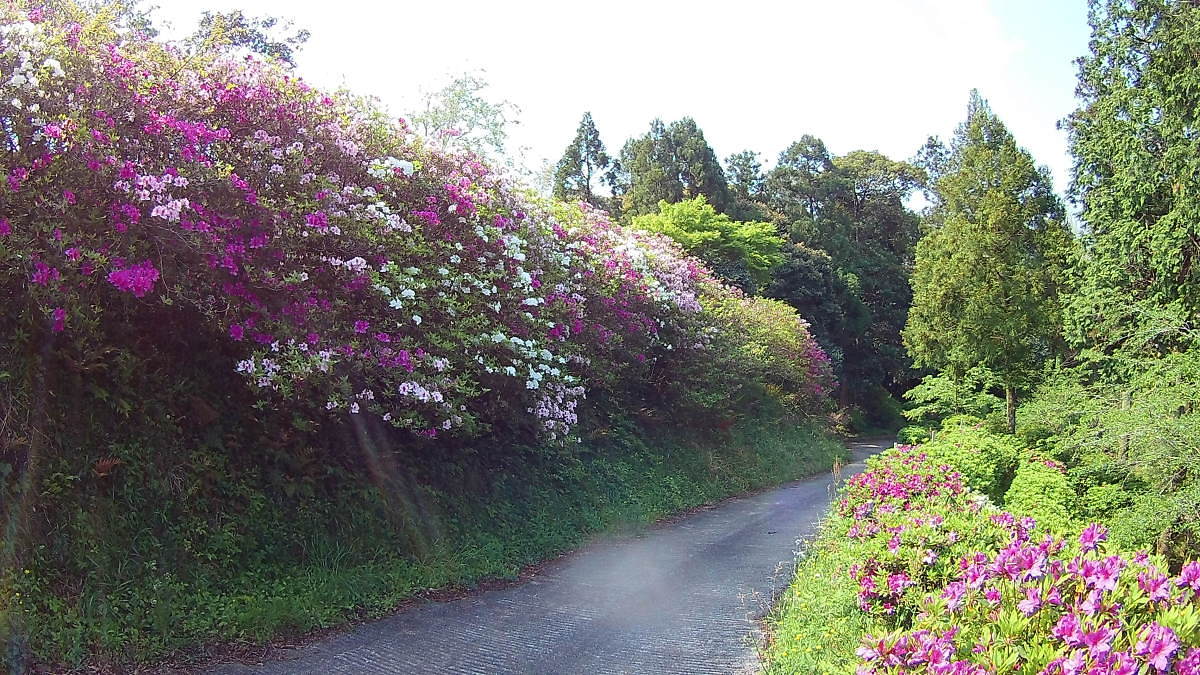 参道のつつじ（4月）