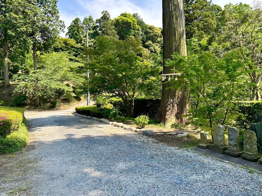依り代の木