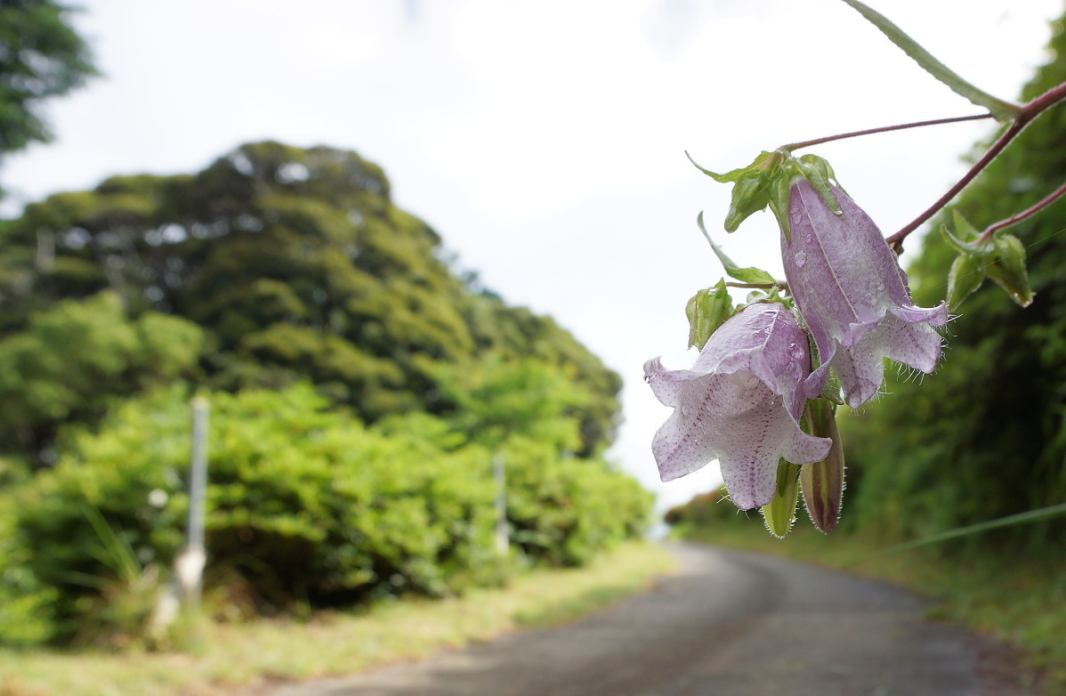 ホタルブクロ　６月