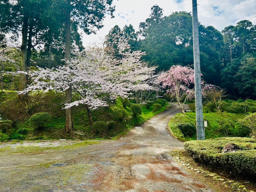 境内のさくら４月