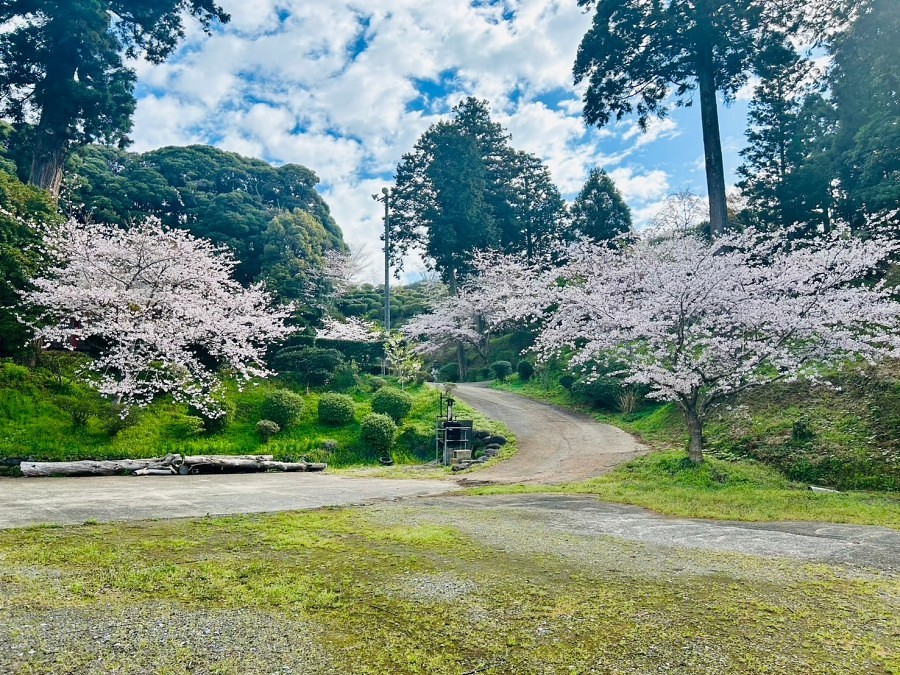 さくら4月