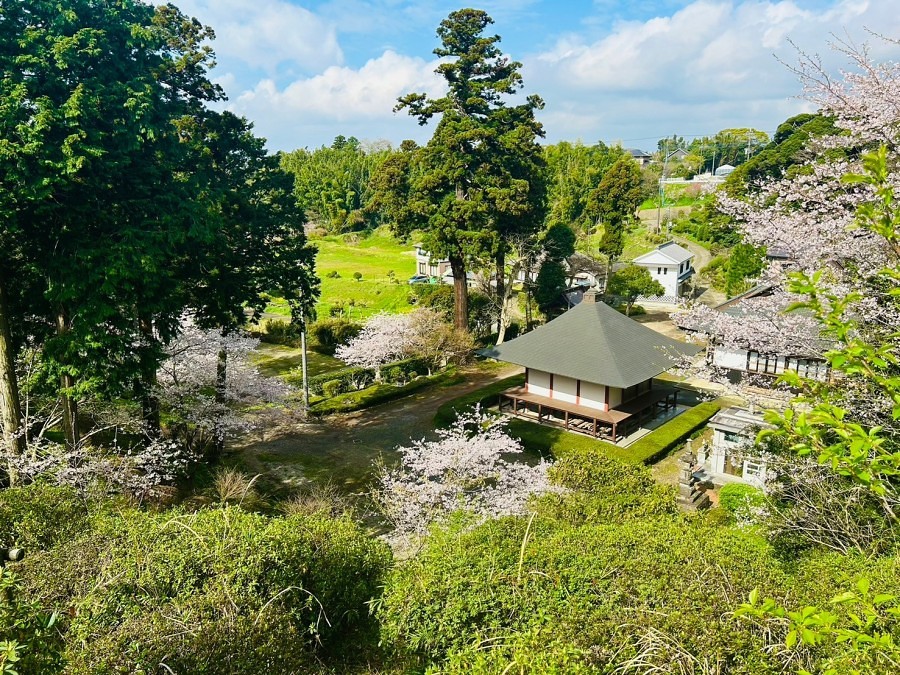 境内のさくら４月