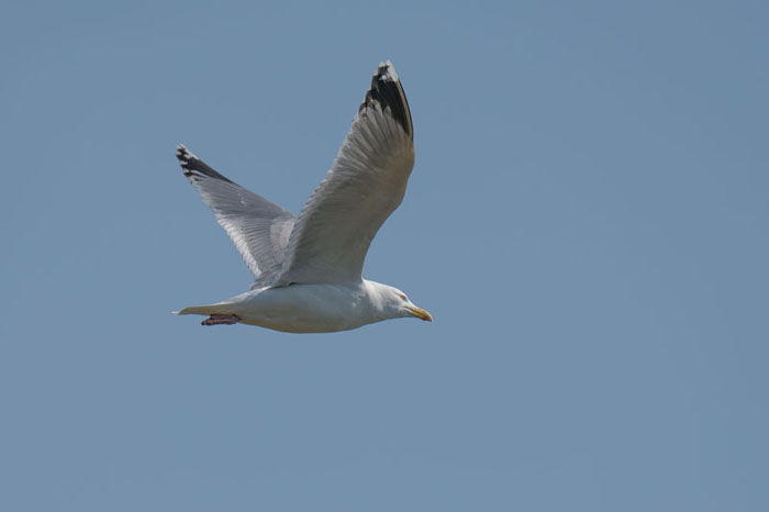 Silbermöwe
