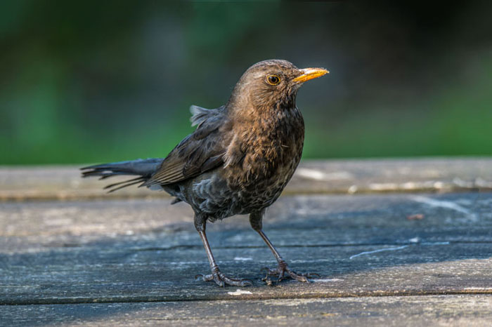 Amsel