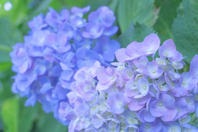 梅雨　紫陽花