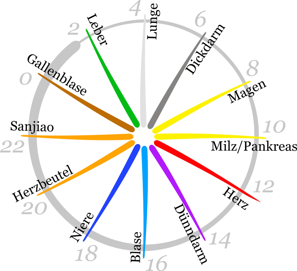 Organe und ihr Rhythmus