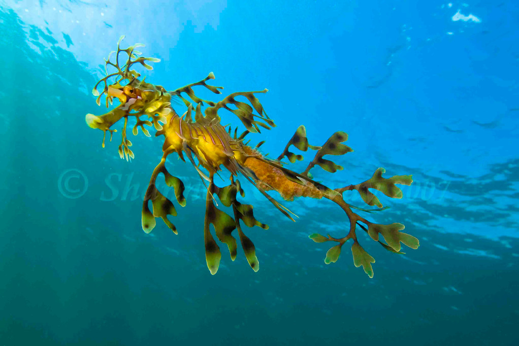 Dive Sea Dragon ダイブシードラゴンのホームページ 西オーストラリア エスペランスでリーフィーシードラゴンに会おう