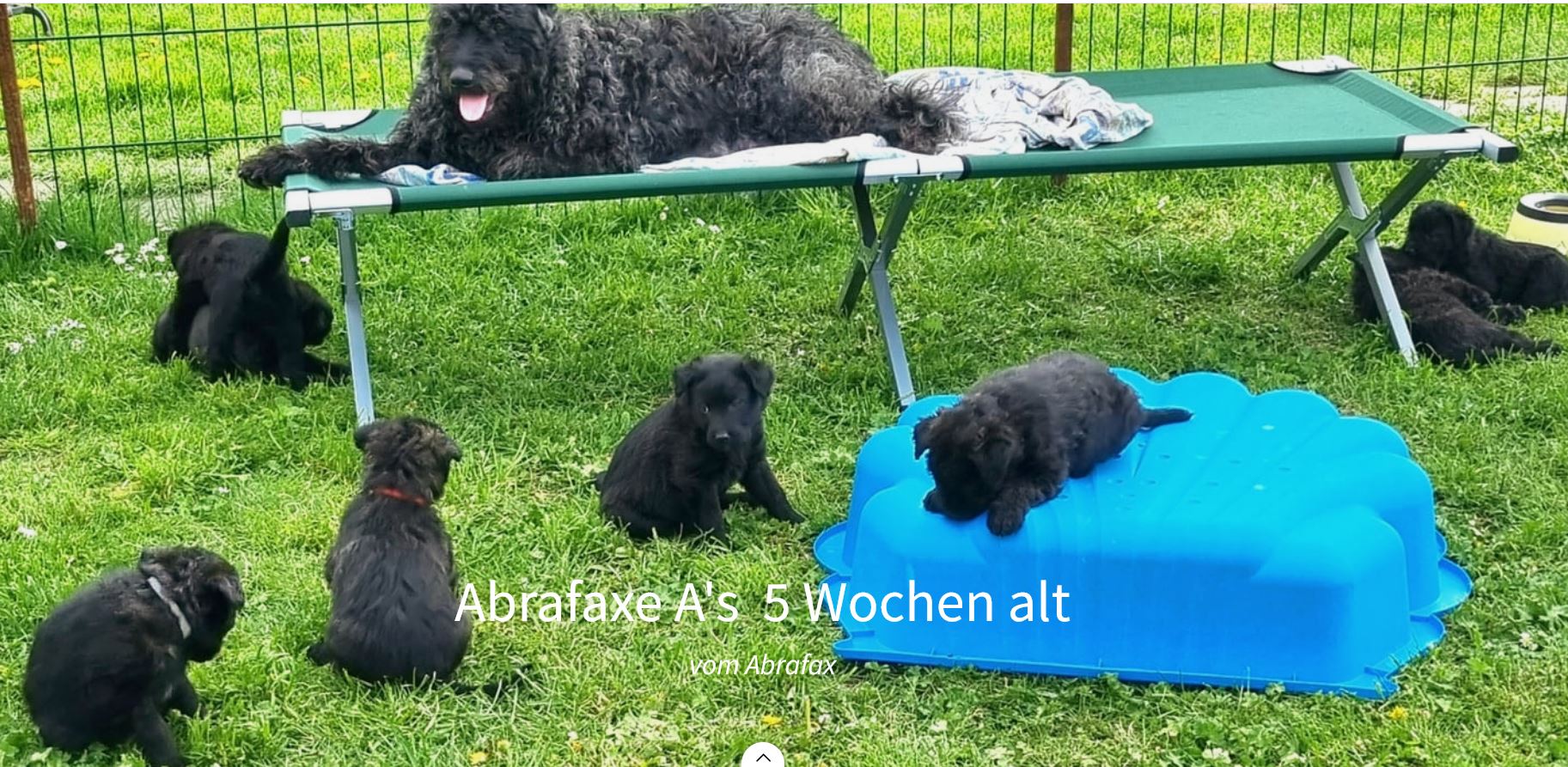 Abrafaxe 5 Wochen alt