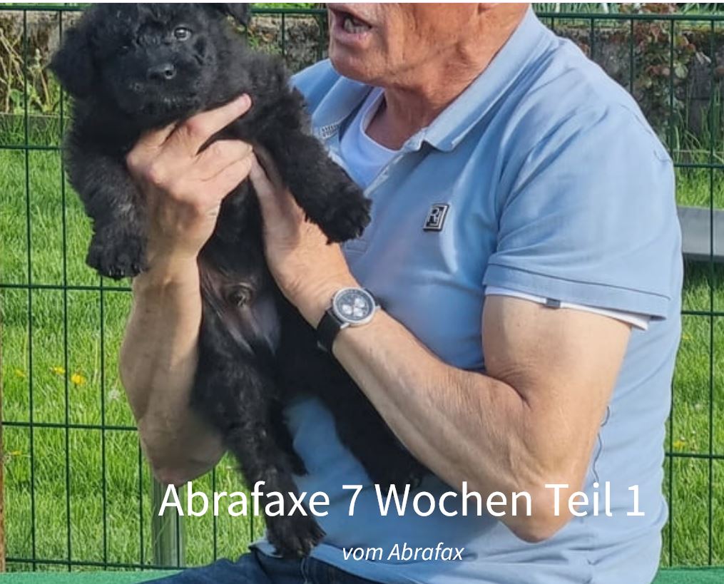 Abrafaxe 7 Wochen alt