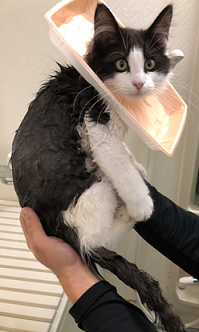 　　風呂に入る某家猫、　　　　　隔世感満杯の図