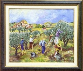 cueillette traditionnelle des olives en pays varois
