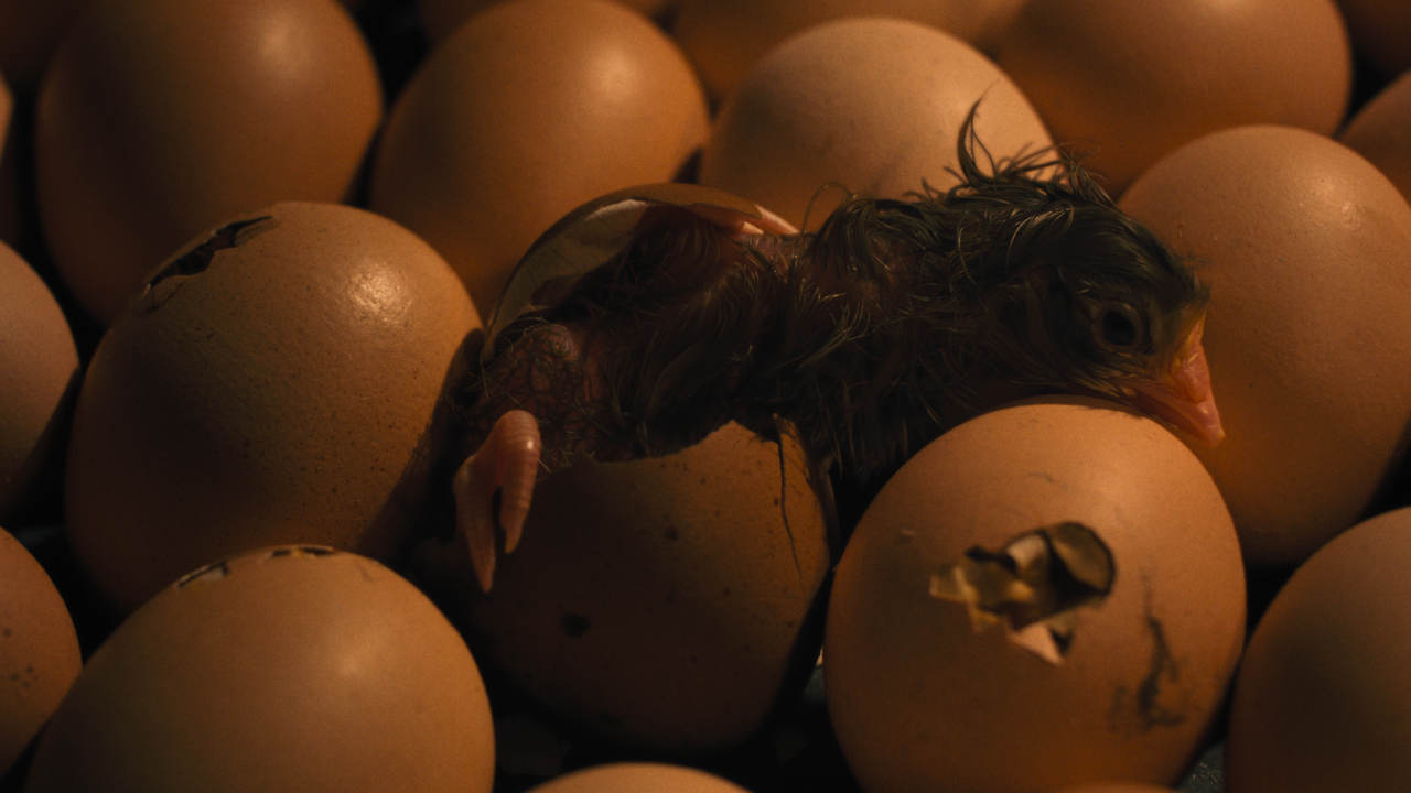 HEN: STORIA DI UNA GALLINA venerdì 24, sabato 25: ore 21:00 domenica 26: ore 18:30 – 21:00 #henStoriaDiUnaGallina #HEN