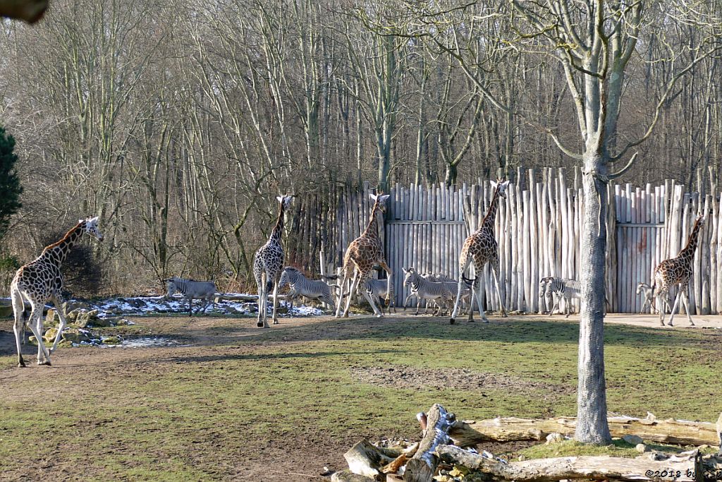 Rothschildgiraffe (Uganda-Giraffe, Baringo-Giraffe), Grévy-Zebra