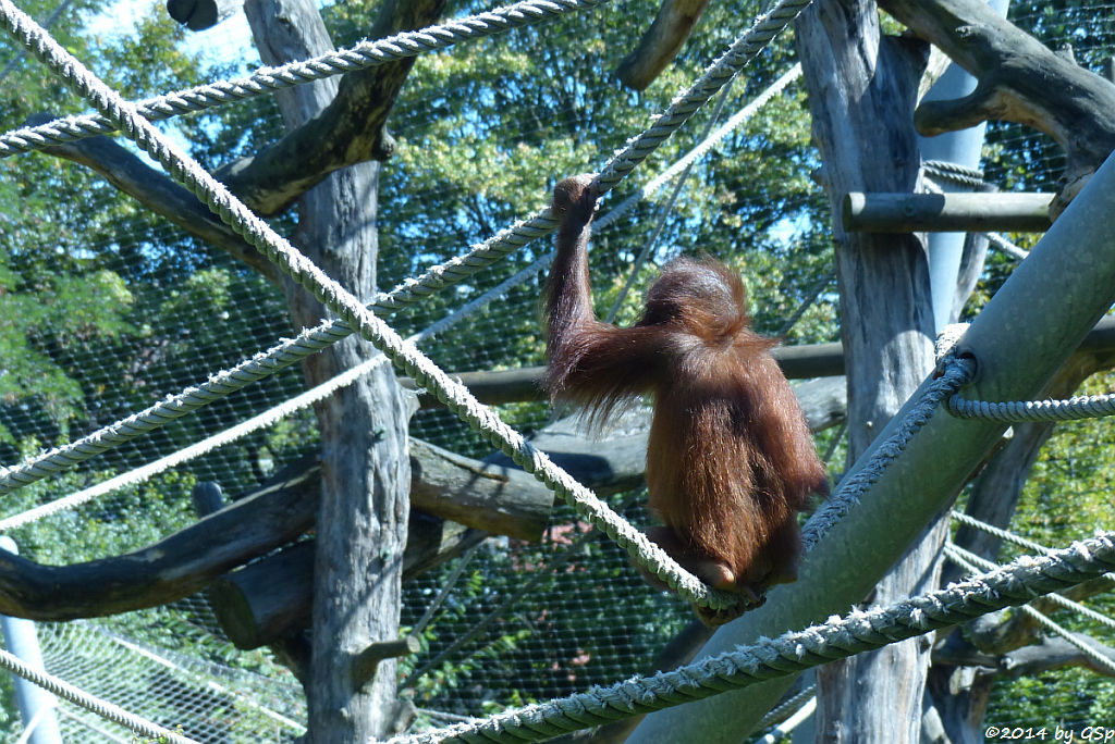 Bornoe-Orang-Utan CINTA