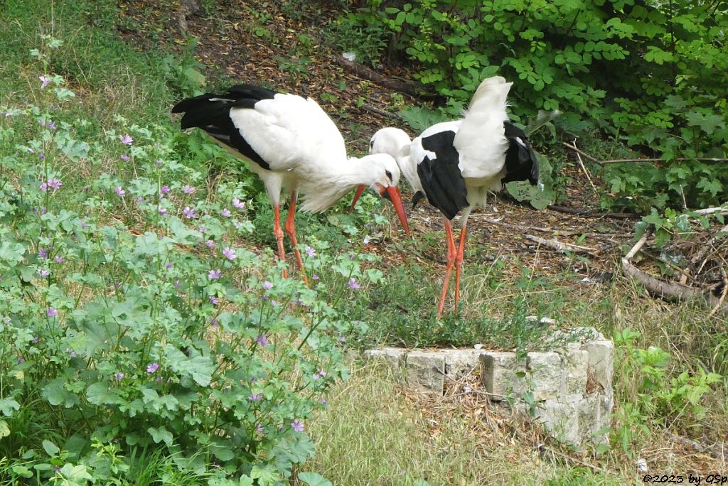 Weißstorch