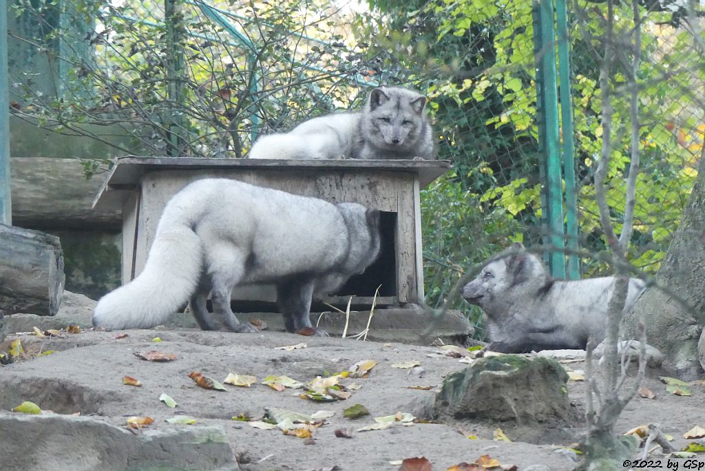 Polarfuchs (Eisfuchs, Blaufuchs)