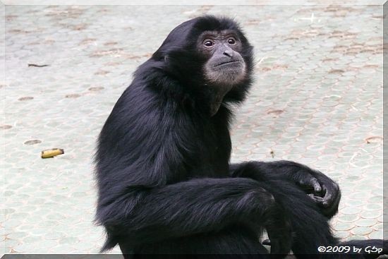 Siamang