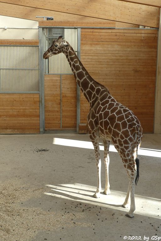 Netzgiraffe