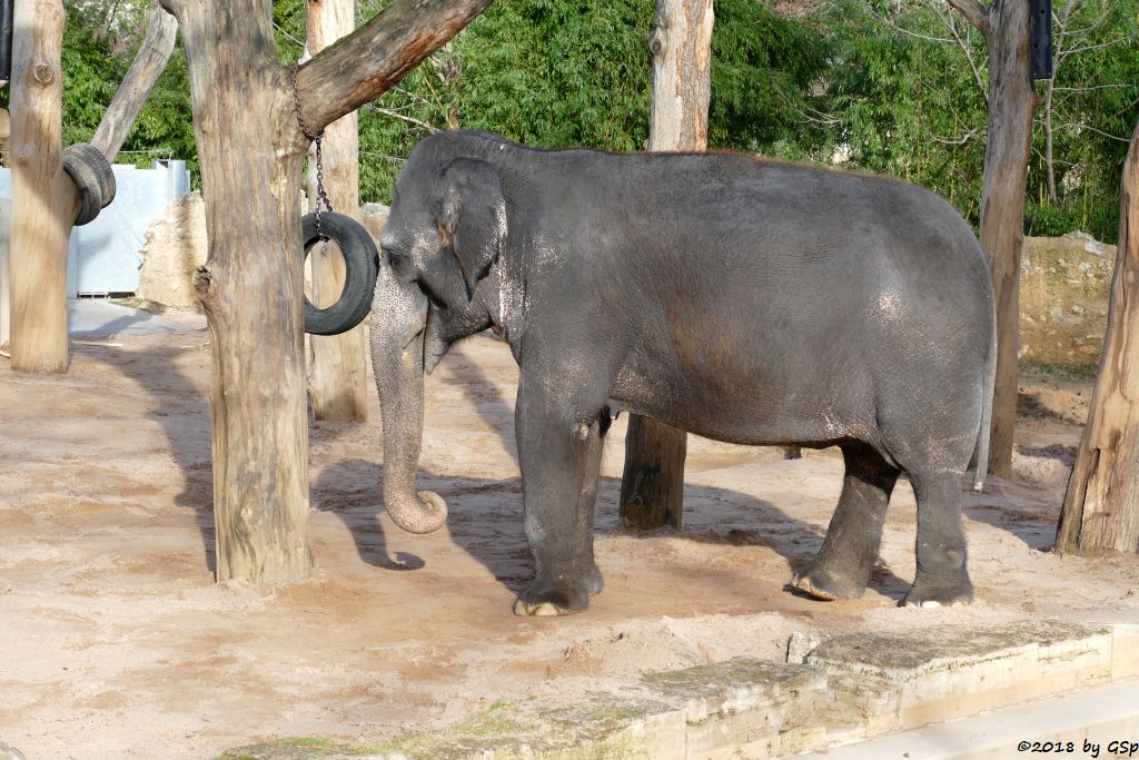 Asiatischer Elefant ZELLA