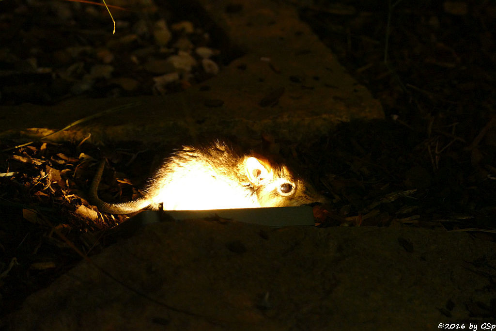 Rote Elefantenspitzmaus (Rotbrauner Rüsselspringer)