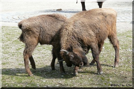 Wisent