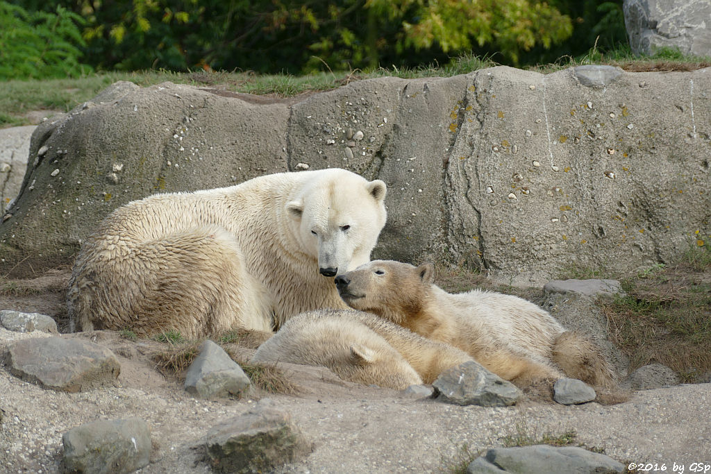 Eisbär, Jungtiere geb. am 2.12.14