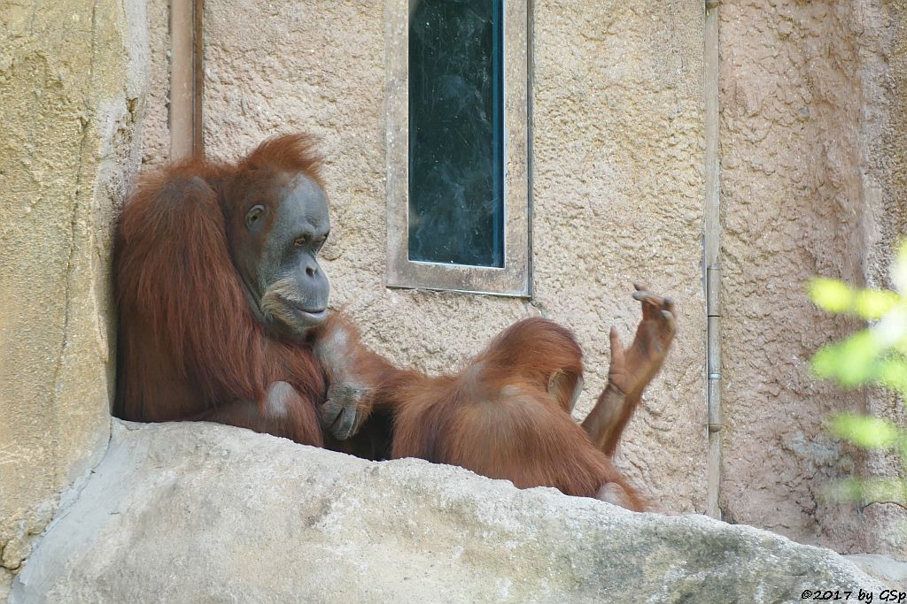 Sumatra-Orang-Utan