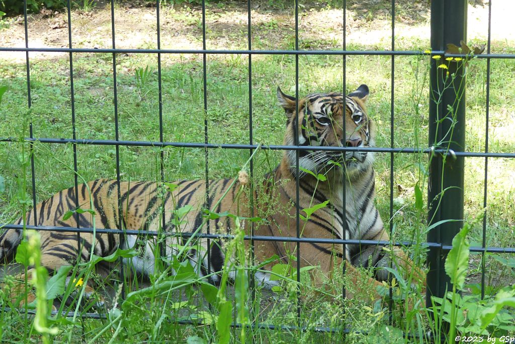 Sumatratiger