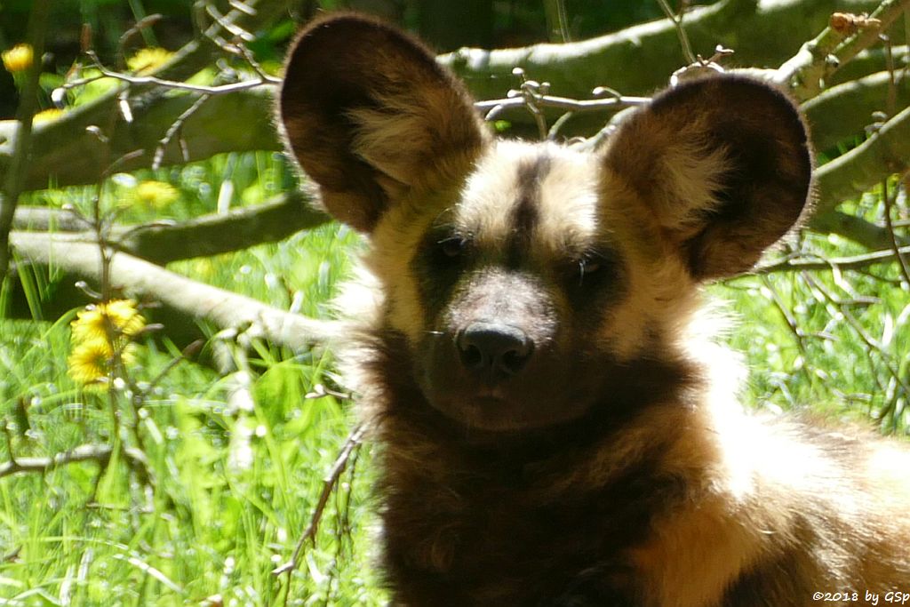 Afrikanischer Wildhund (Hyänenhund, Picassohund)