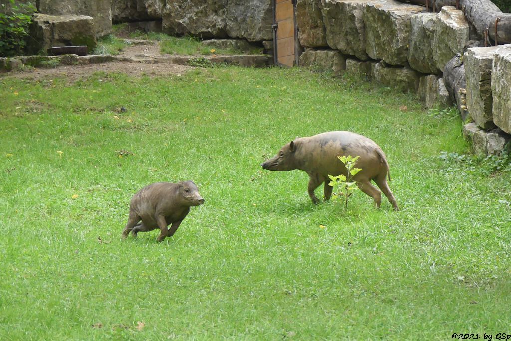 Sulawesi-Hirscheber (Celebes-Hirscheber, Sulawesi-Babyrusa)