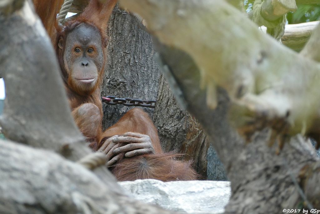 Sumatra-Orang-Utan BATAK, seit 8.8.17 in Hamburg