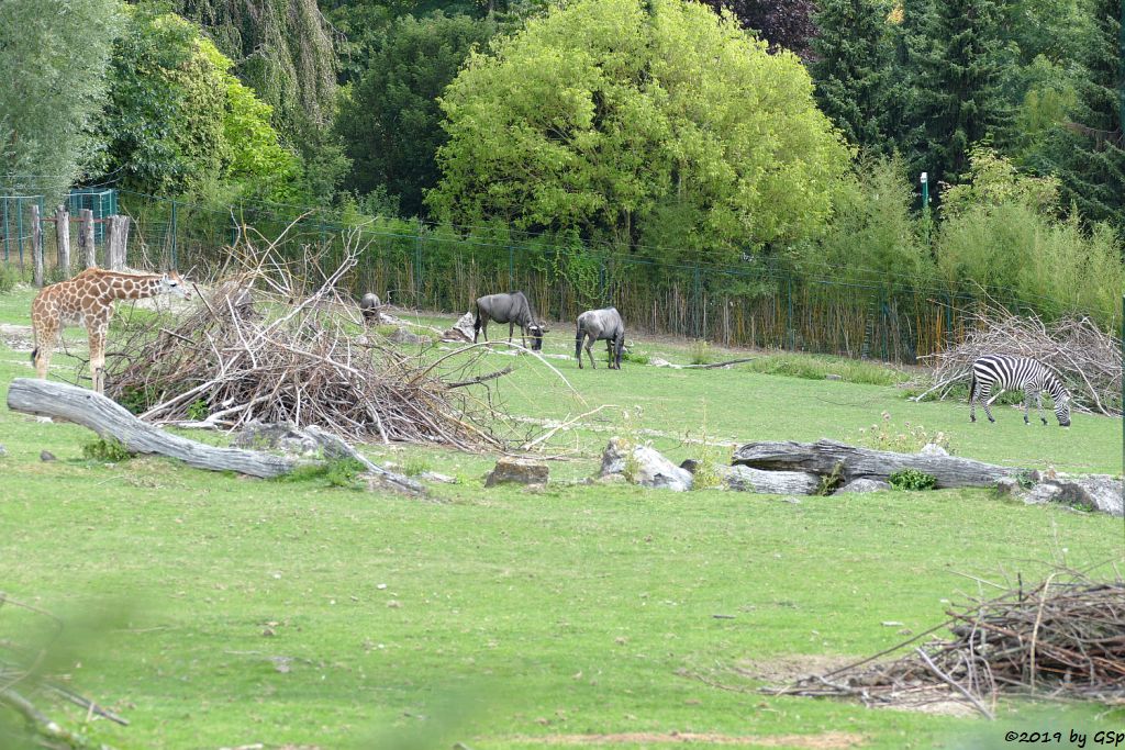 Rothschildgiraffe (Uganda-Giraffe, Baringo-Giraffe), Streifengnu, Böhm-Steppenzebra (Grantzebra)