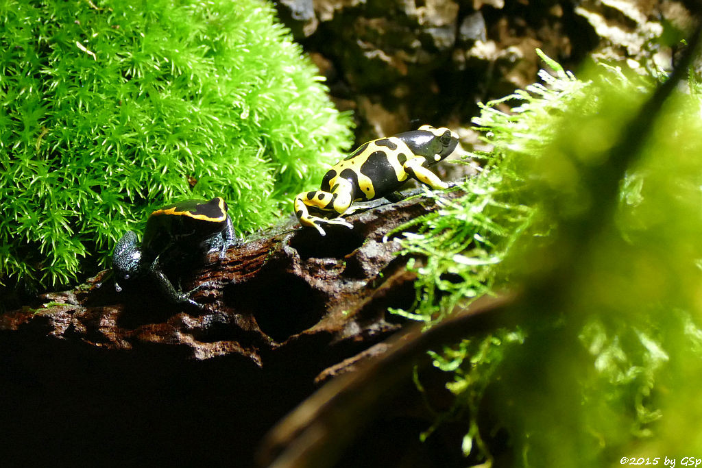 Gestreifter Blattsteiger (Orangeschwarzer Giftfrosch), Gelbgebänderter Baumsteiger