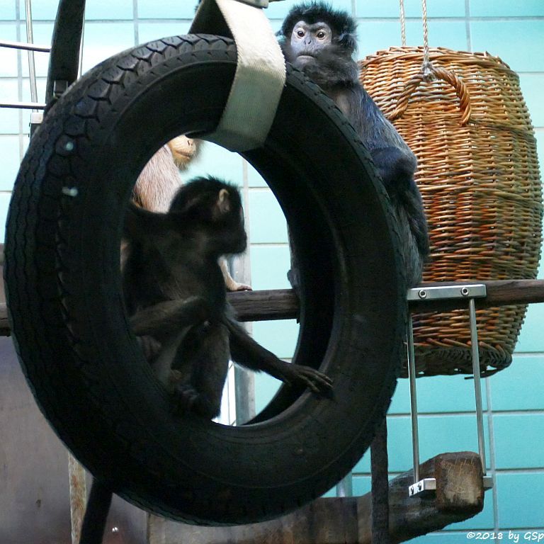 Schwarzer Haubenlangur (Javanischer Haubenlangur, Budeng)