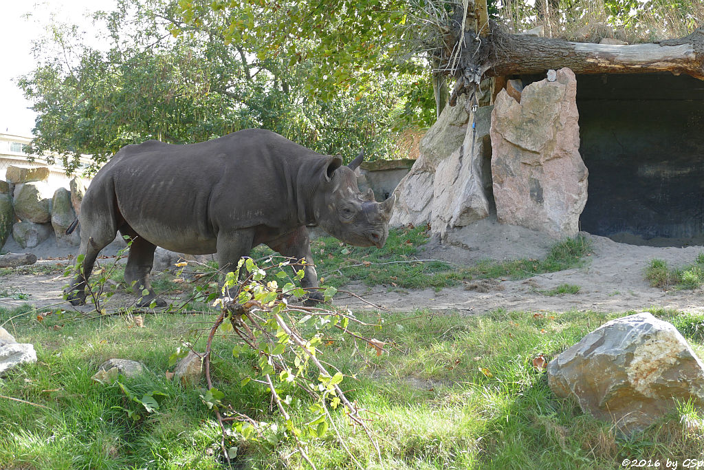 Spitzmaulnashorn